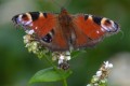 papillon et abeille